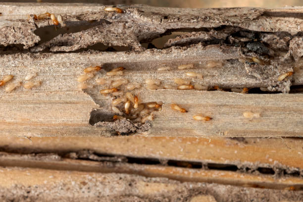 Best Cockroach Control Services  in Salem, SD