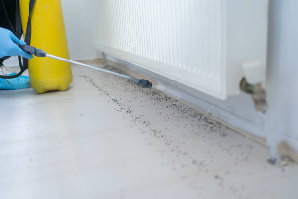 Best Pest Prevention Services  in Salem, SD