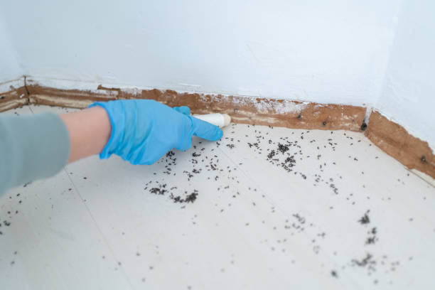 Best Local Pest Control Services  in Salem, SD